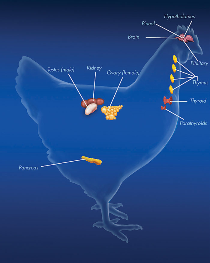 The Endocrine System of a Chicken Backyard Poultry